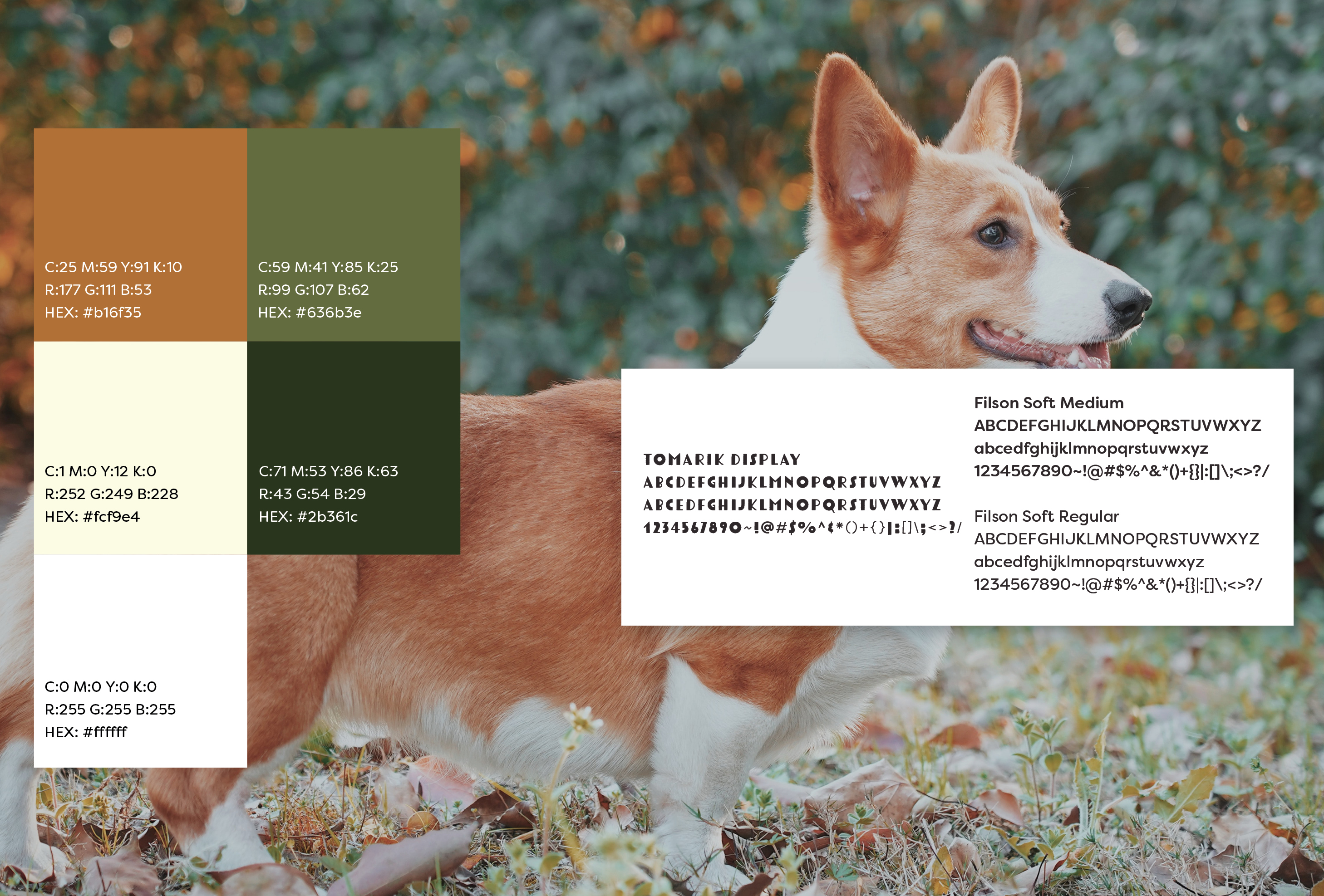 all about corgis type study and color study with tan corgi in the background standing on grass