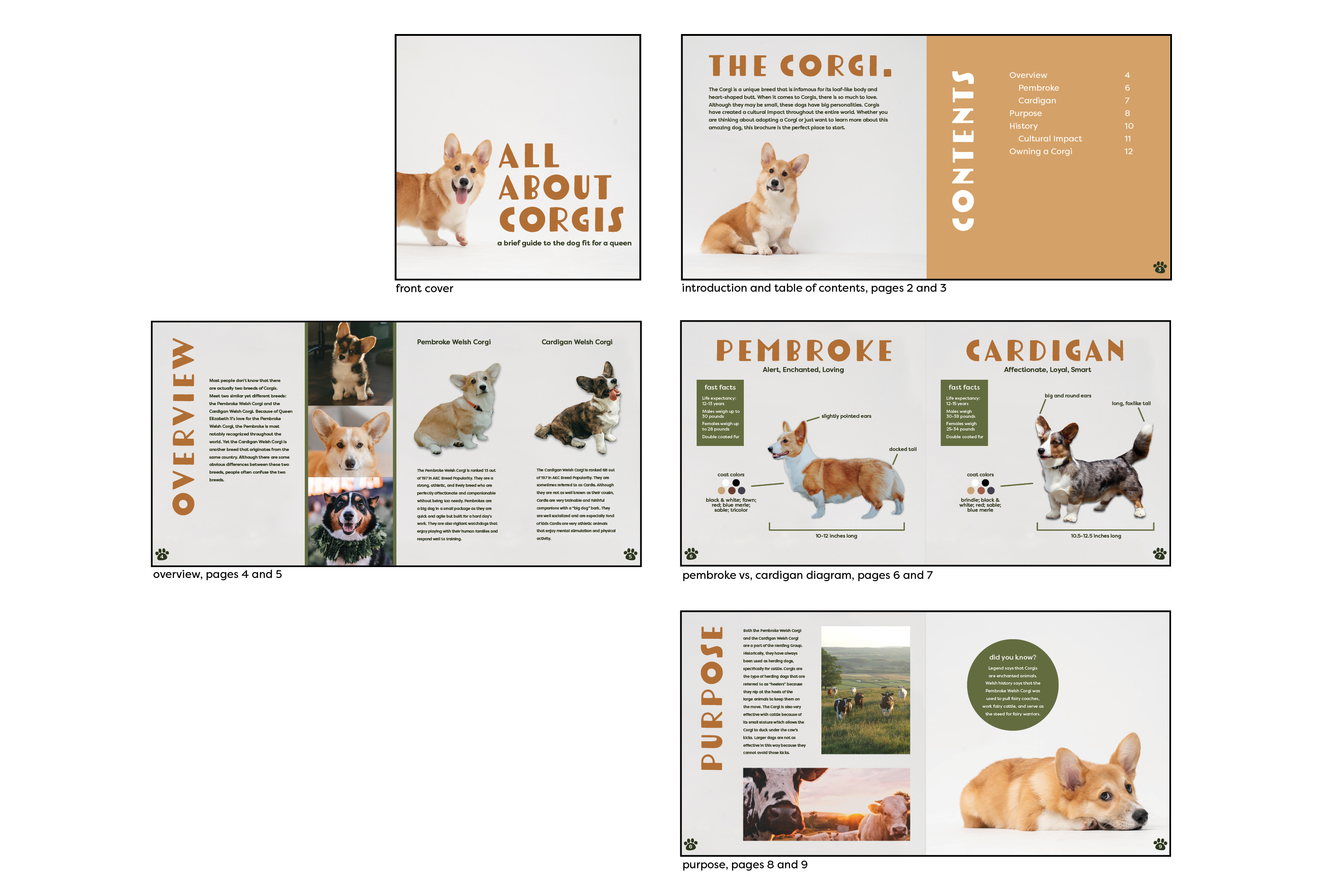 version 2 of all about corgis brochure